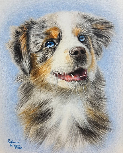 Rebecca_Reagan_Aussie_Puppy_Australian_Shephard_Custom_Pet_Portrait_Colored_Pencil_Drawing_2019.png