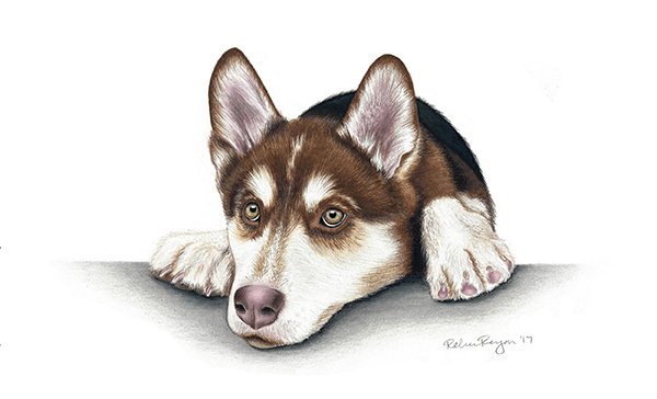 Rebecca_Reagan_Husky_Custom_Drawn_Realistic_Pet_Portrait_Colored_Pencil_2017.jpg