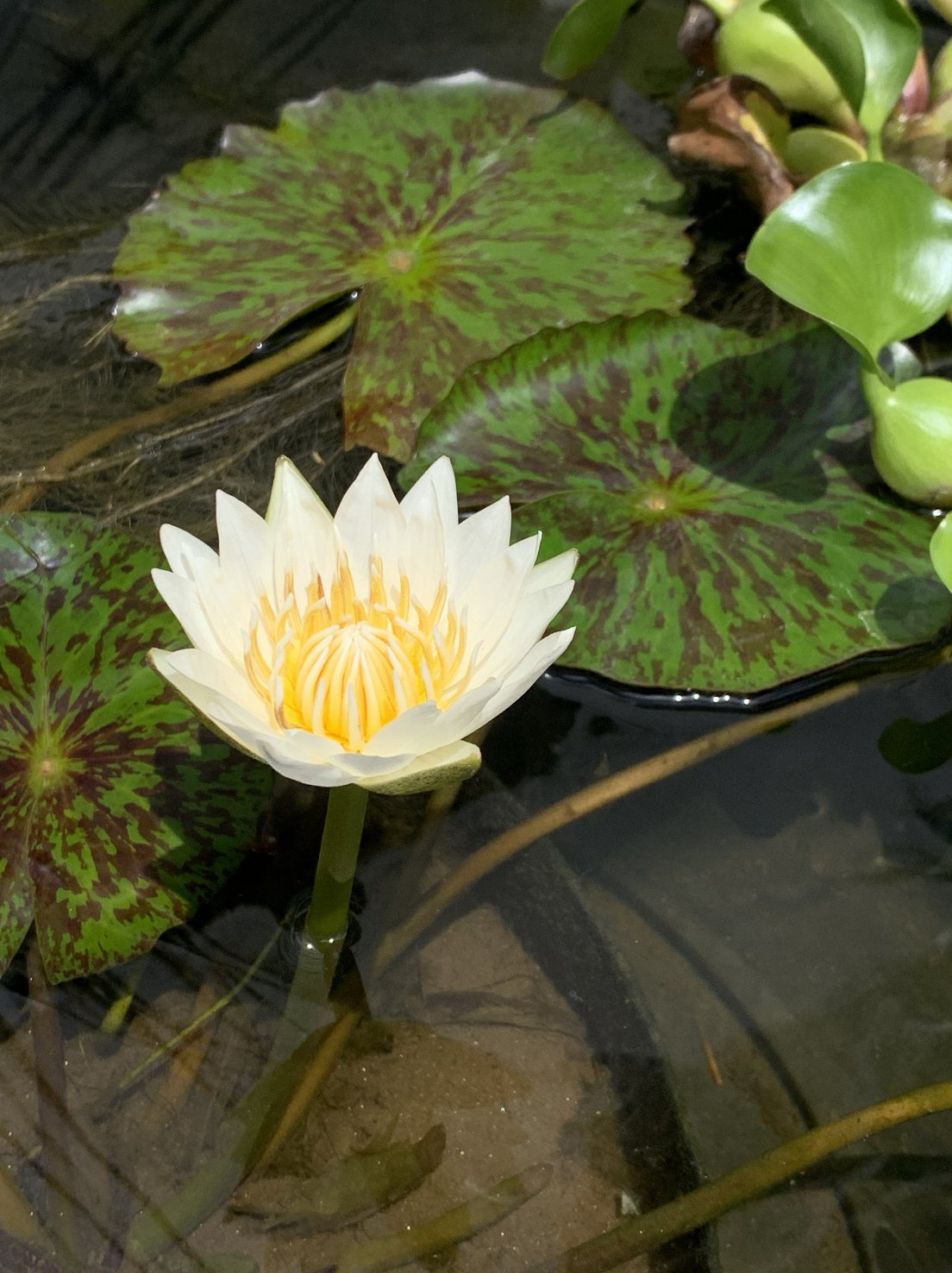 Screen Shot 2026-02-09 at 10.04.49 PM.png