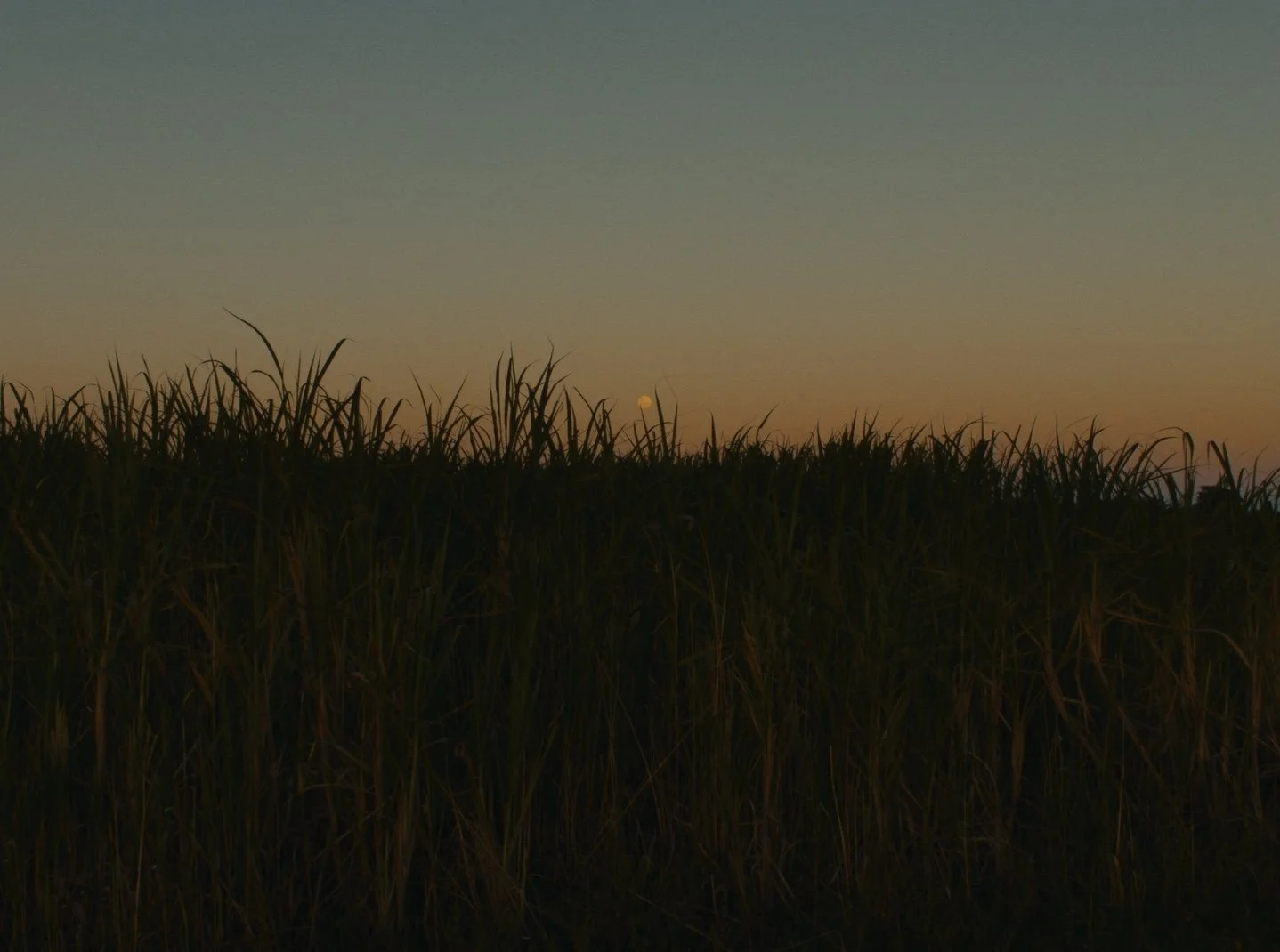 Still 2026-02-20 143126_1.103.1.jpg