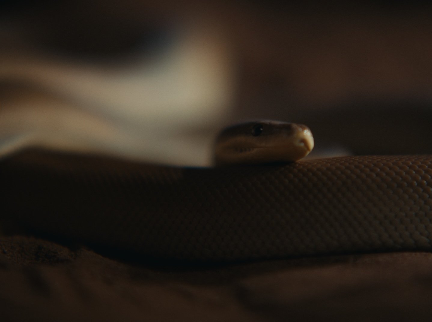 Still 2026-02-20 143126_1.53.1.jpg