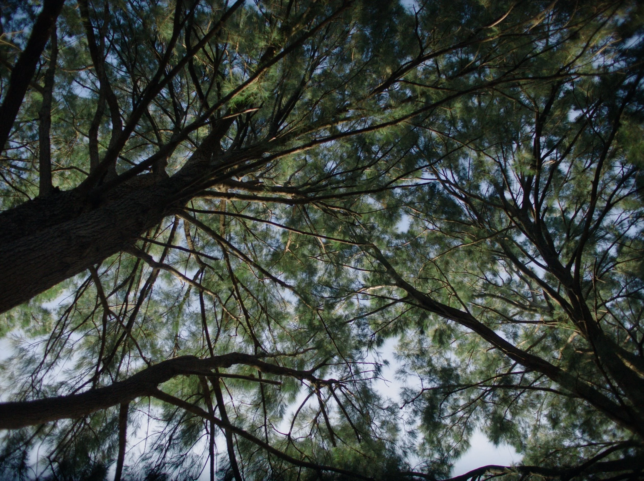 [4k Master] MUM Short_1.14.1.jpg