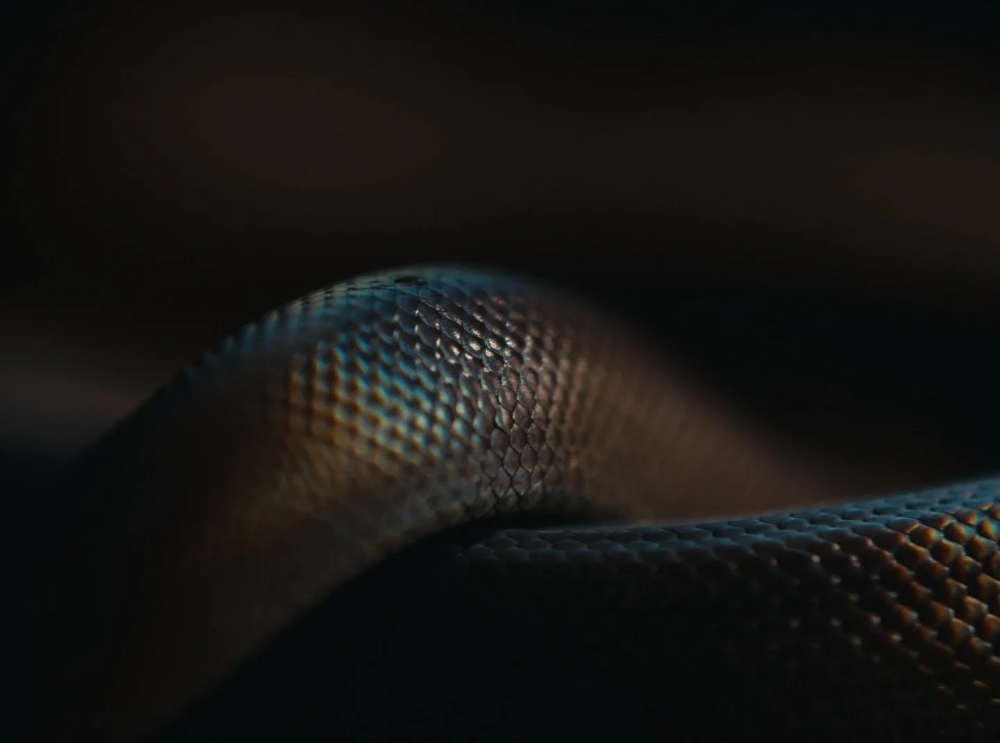 Still 2026-02-20 143126_1.52.2.jpg