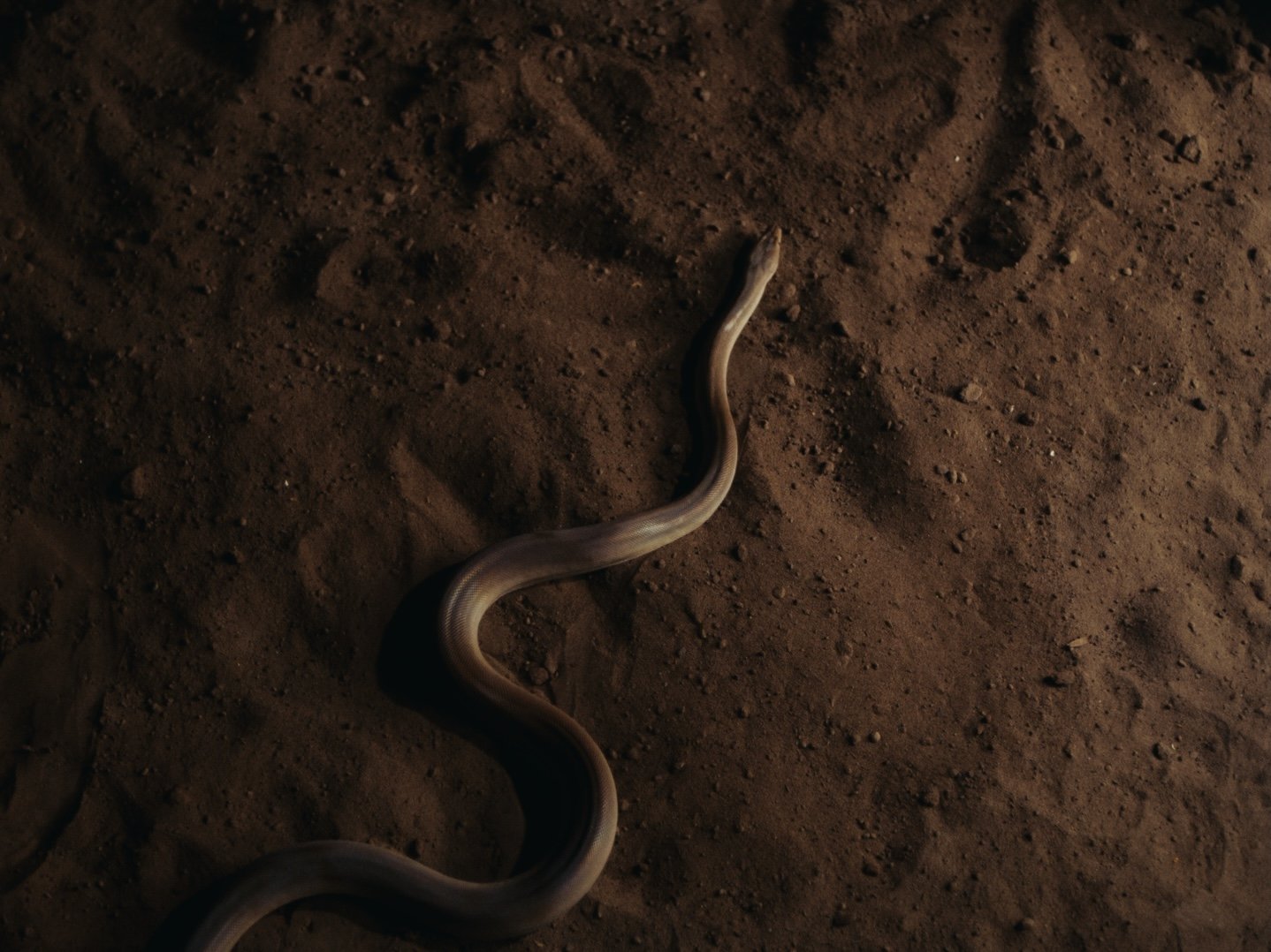 Still 2026-02-20 143126_1.57.1.jpg