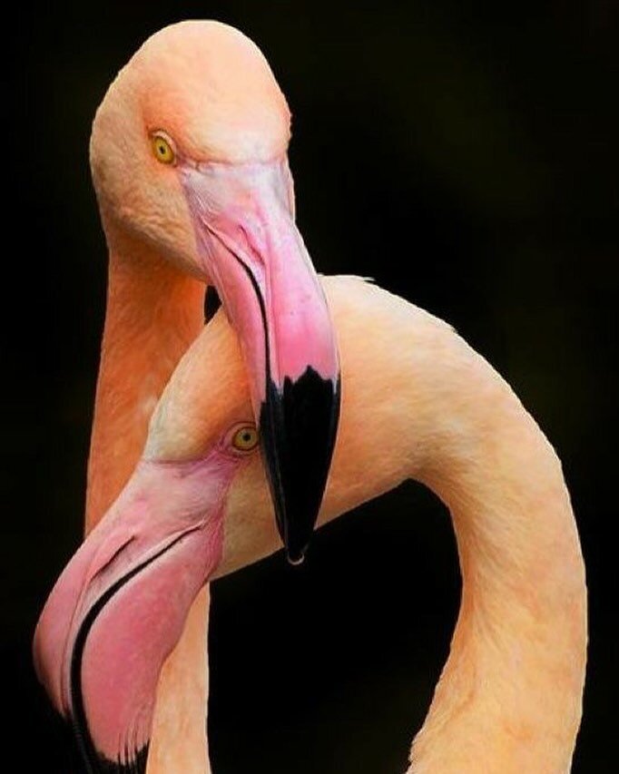 Because Flamingos. 🦩⚡️🌵// #flamingo
