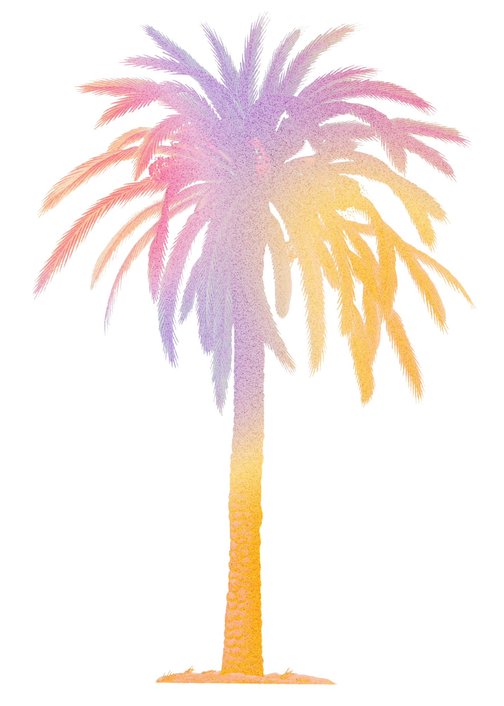Palm Tree
