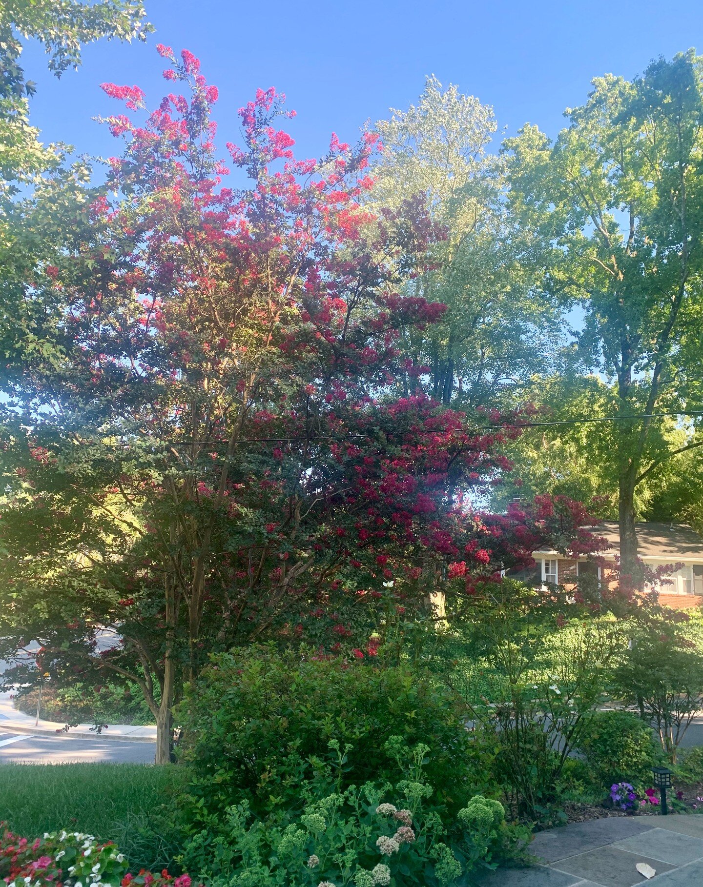 The fruits of summer 🌸🌺🌷🌻🌼🌳🍃
.
.
.
.
.
.
.
.
.
#nature #naturelovers #naturephotography #flowers #flower #flowerphotography #flowerpower #beautiful #beauty #outdoors #outdoor #summervibes #summer #summertime #bookstagram #bookish #bookinstagra