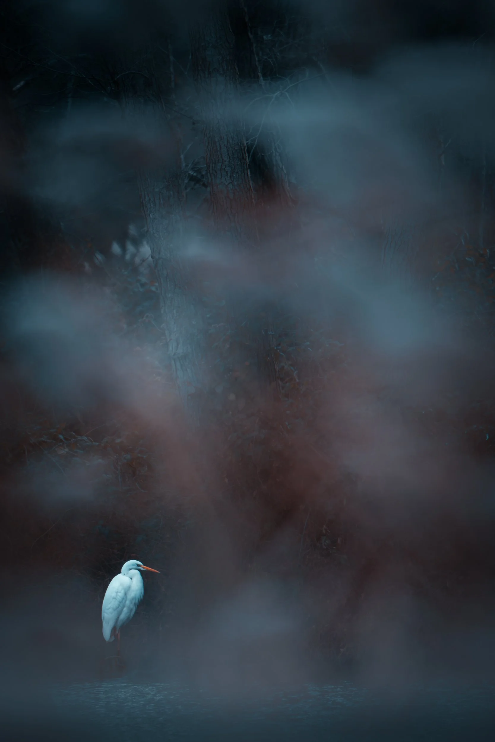 Ein Silberreiher sitzt am Ufer, von Nebel umgeben. Die Atmosphäre ist mystisch.