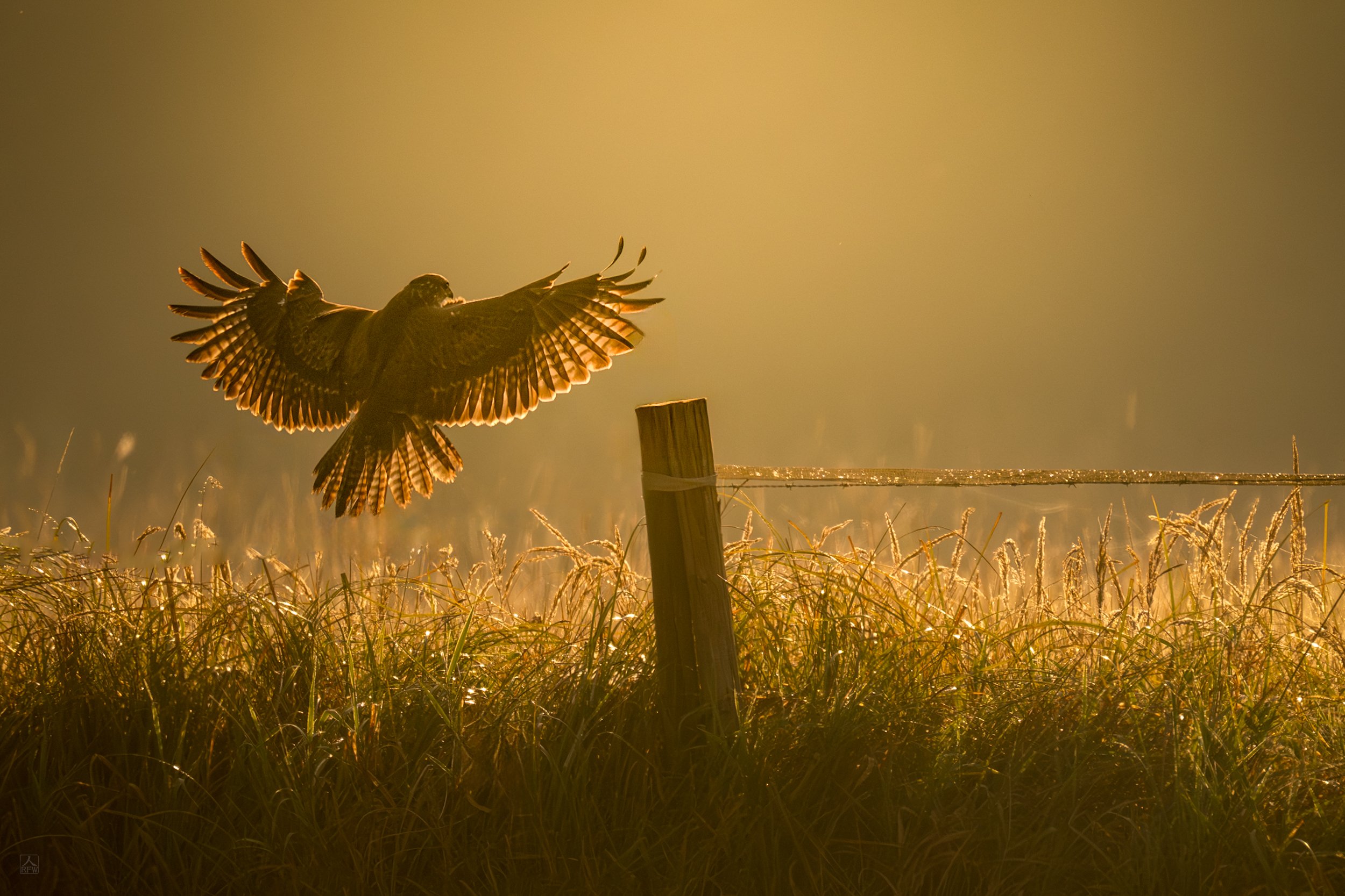 Ein aufsteigender Wespenbussard im Gegenlicht an einem nebeligen Morgen