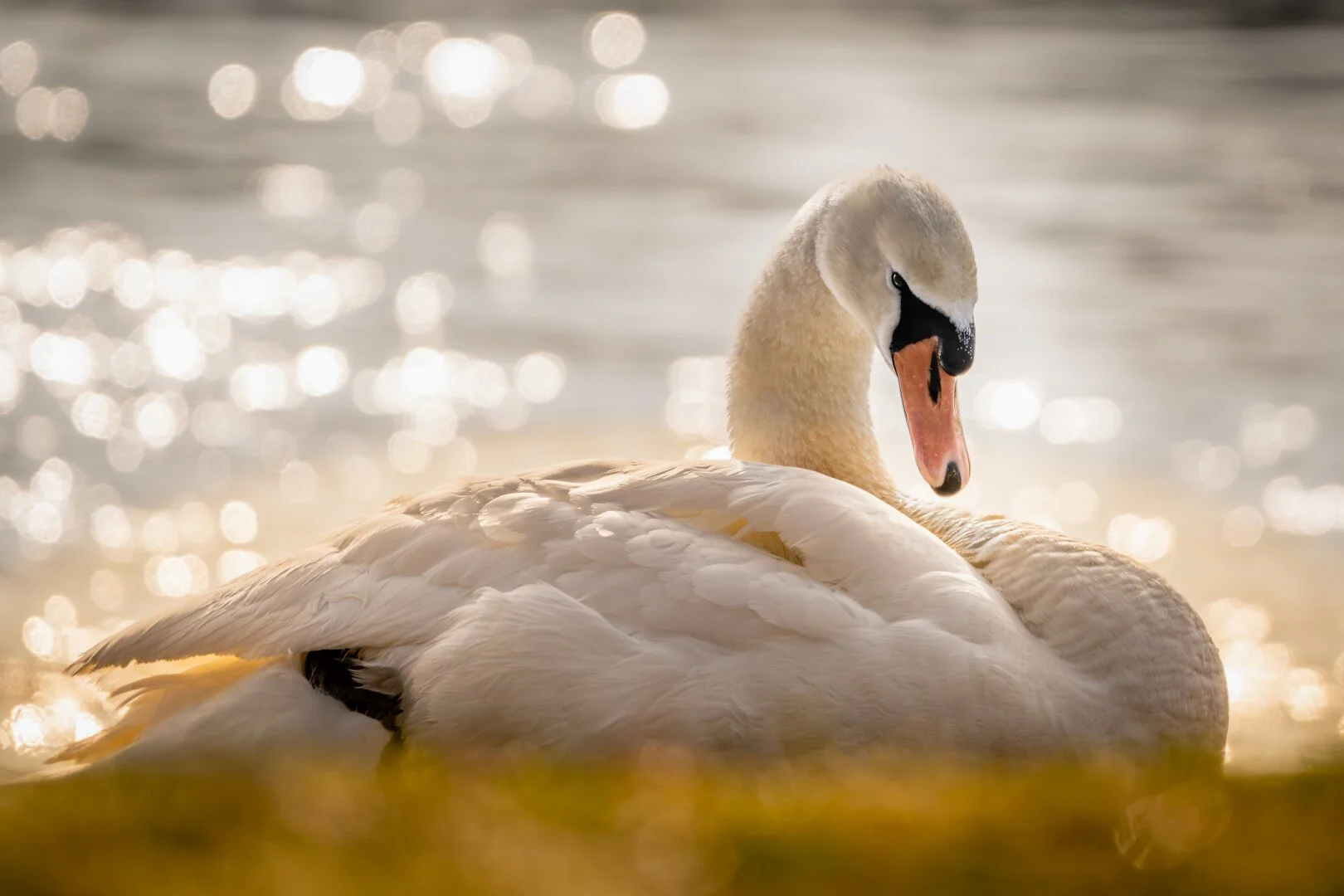 Ein Schwan liegt am Flussufer und trocknet sich in der Morgensonne.