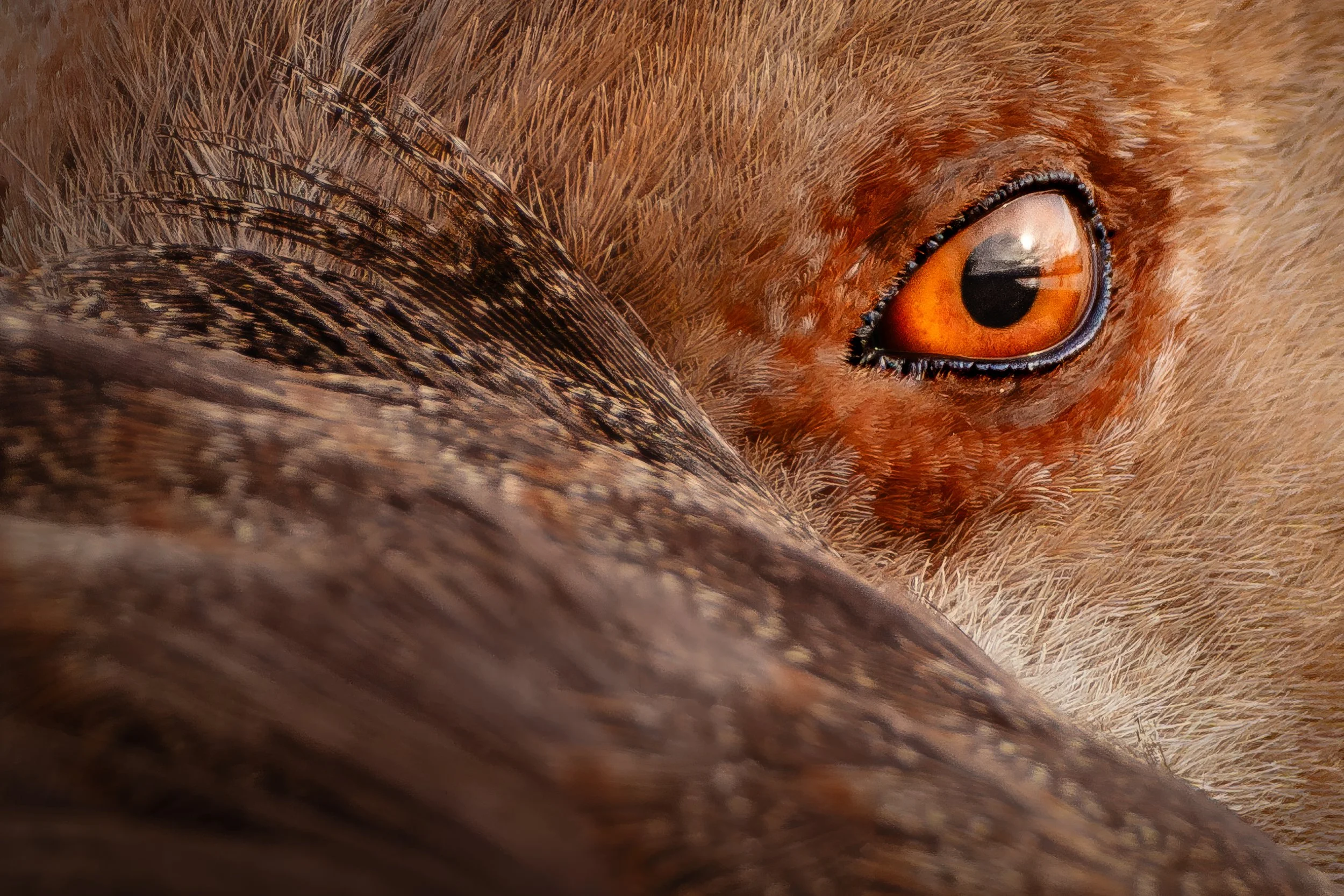 Das Auge einer Nilgans