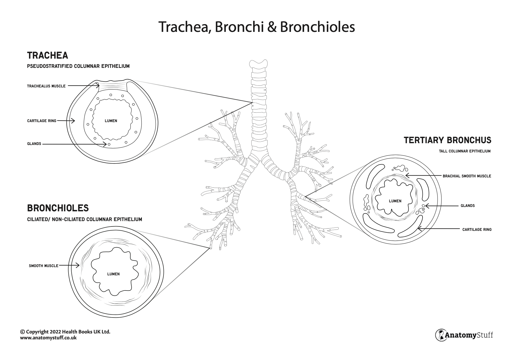 Screen Shot 2023-06-06 at 11.02.48 AM.png