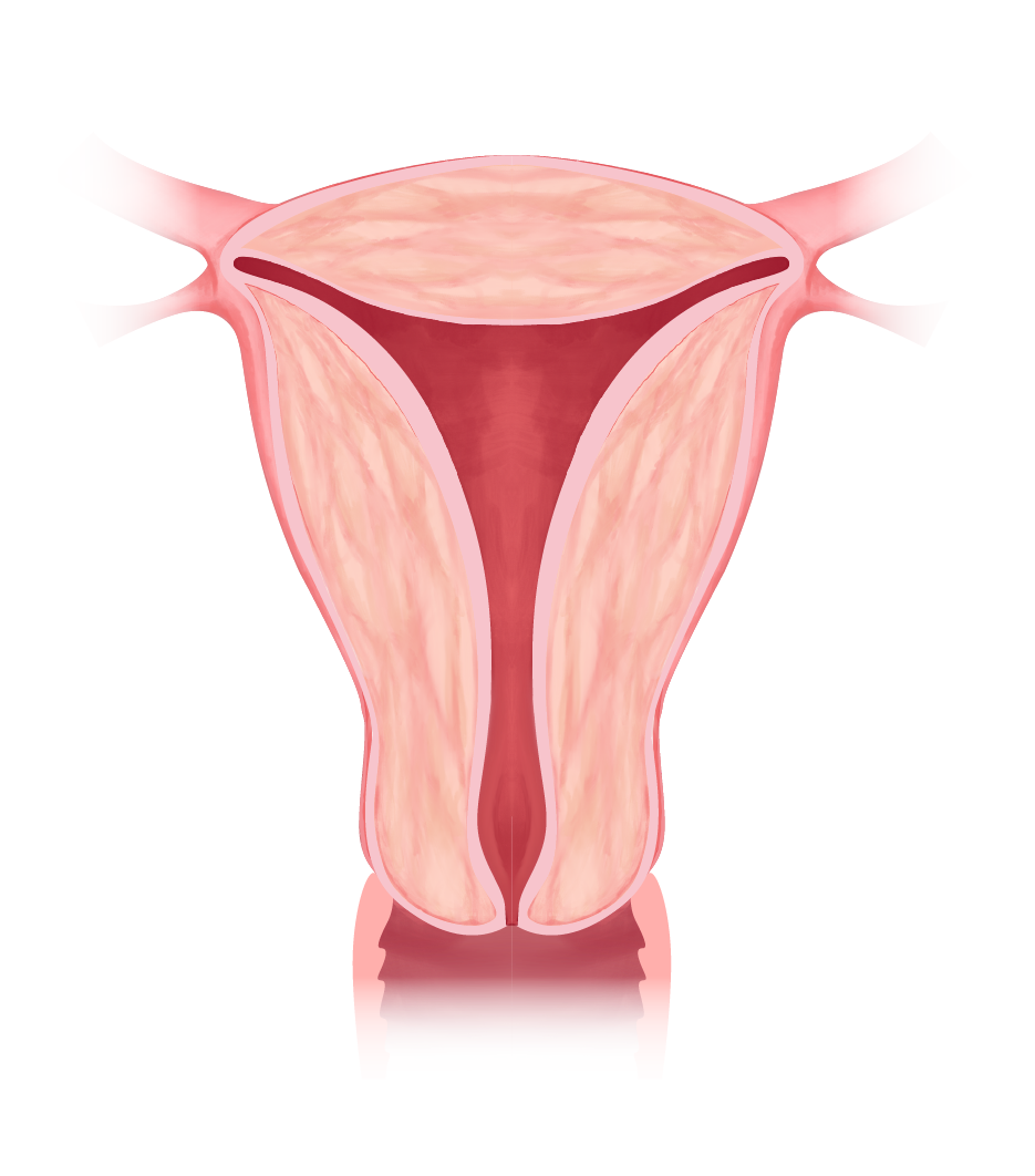 Uterus-normal.png