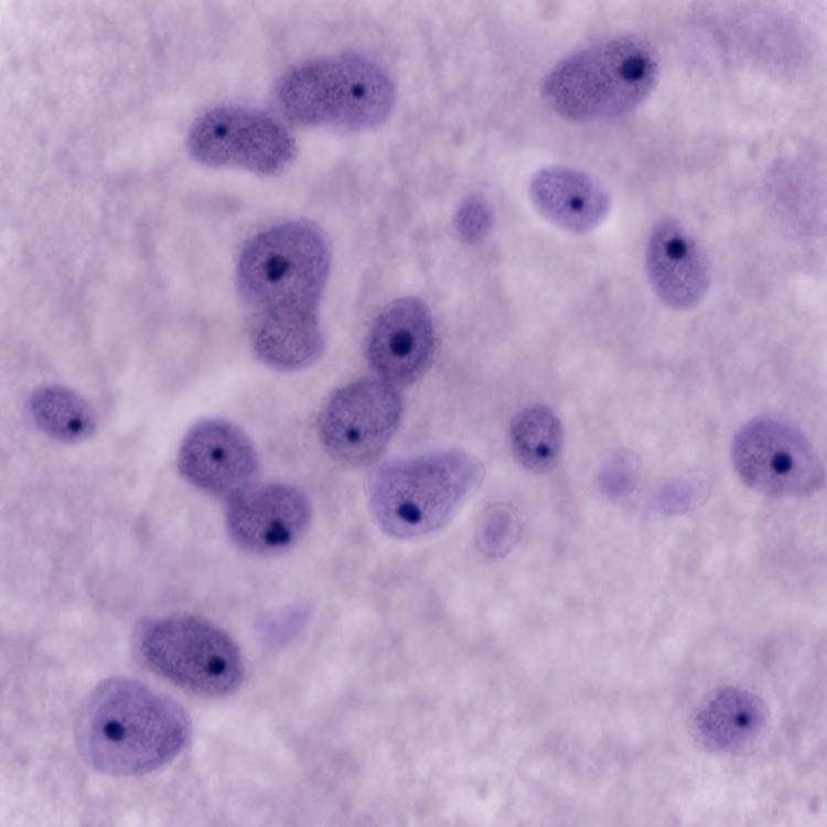 Normal+Neurons.png.webp