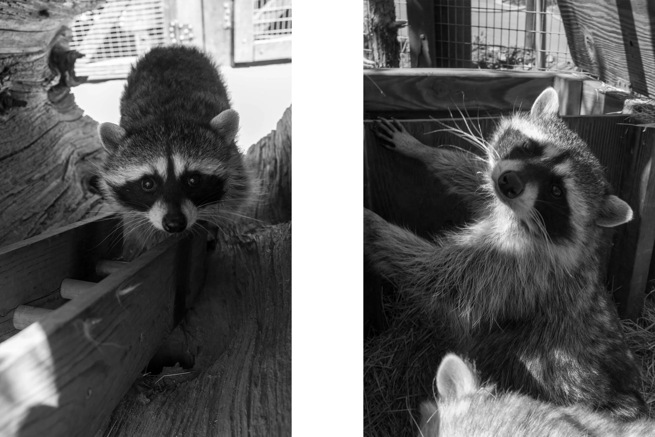 Behind The Scenes at Big Bear Alpine Zoo with Summer McElroy — Coby