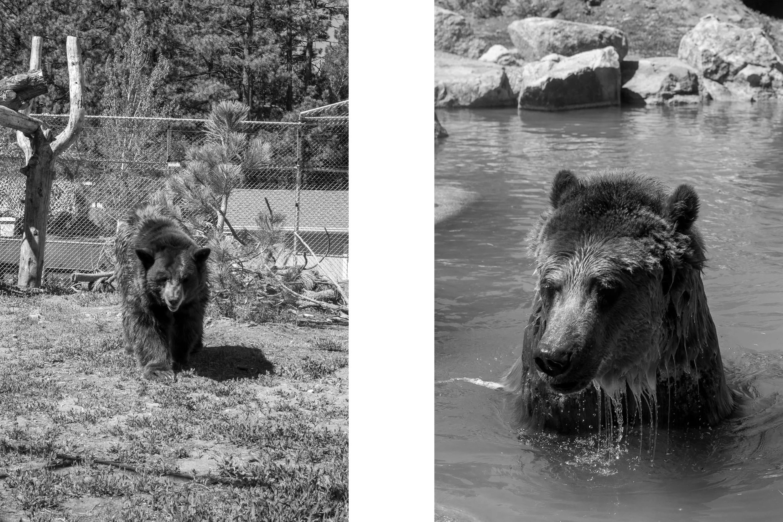 Behind The Scenes at Big Bear Alpine Zoo with Summer McElroy — Coby