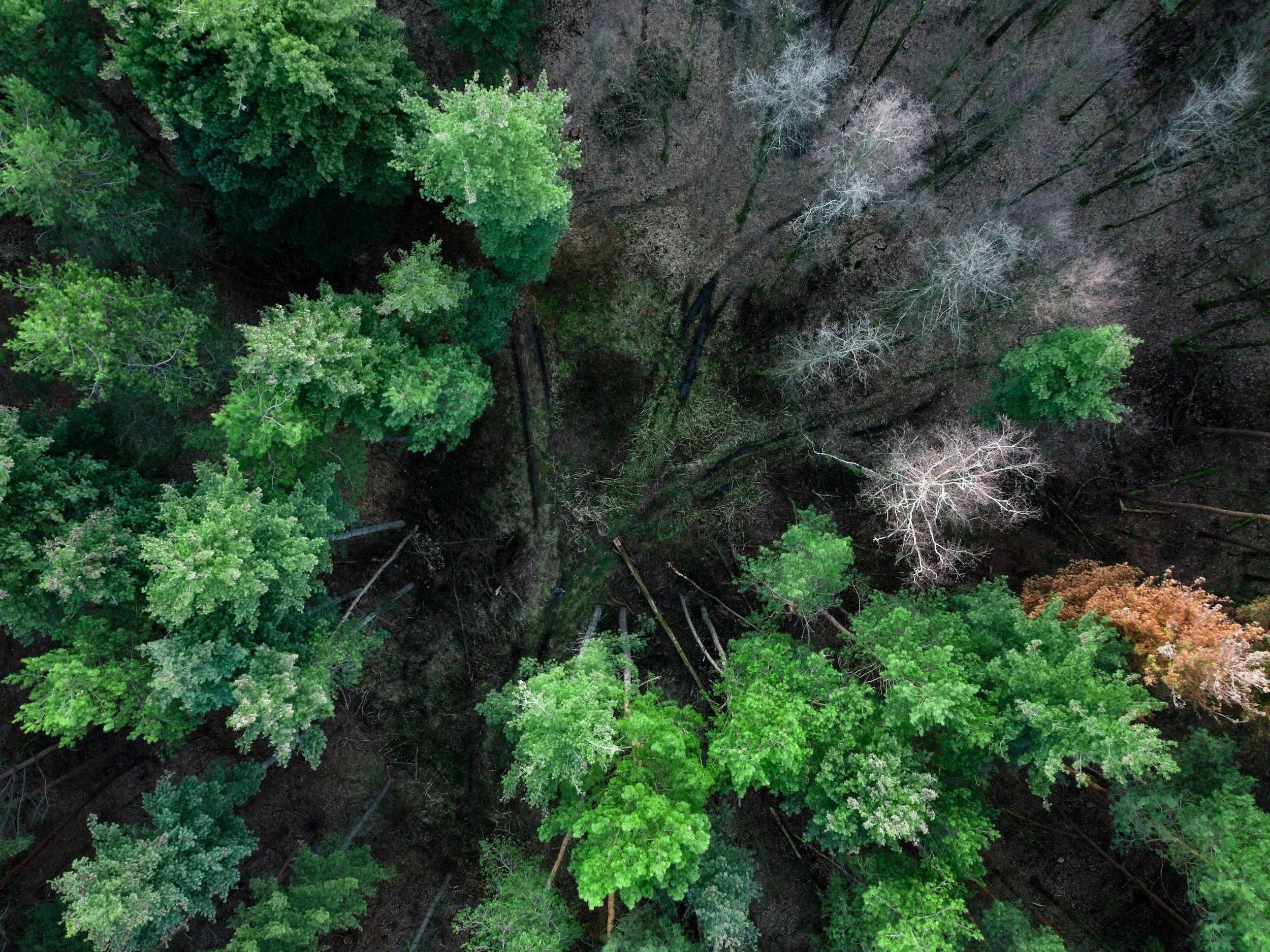 What Does "Illegal" Mean in the Amazon?