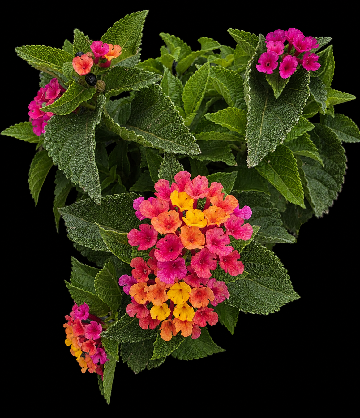Lantana Assorted