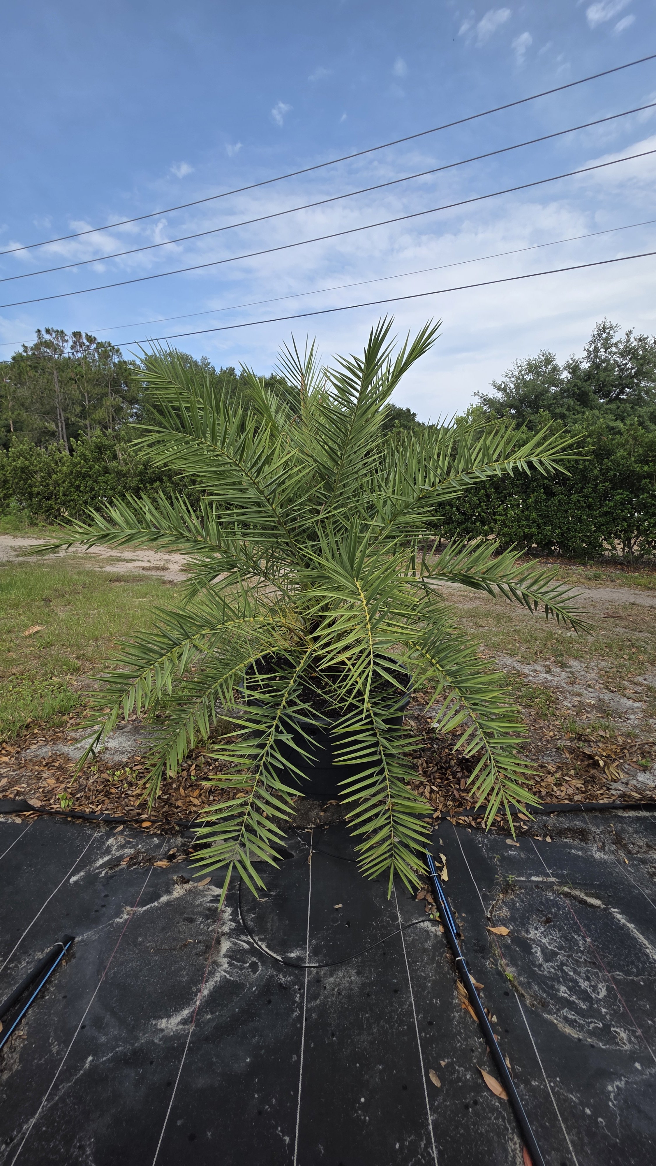 Sylvester Palm.jpg
