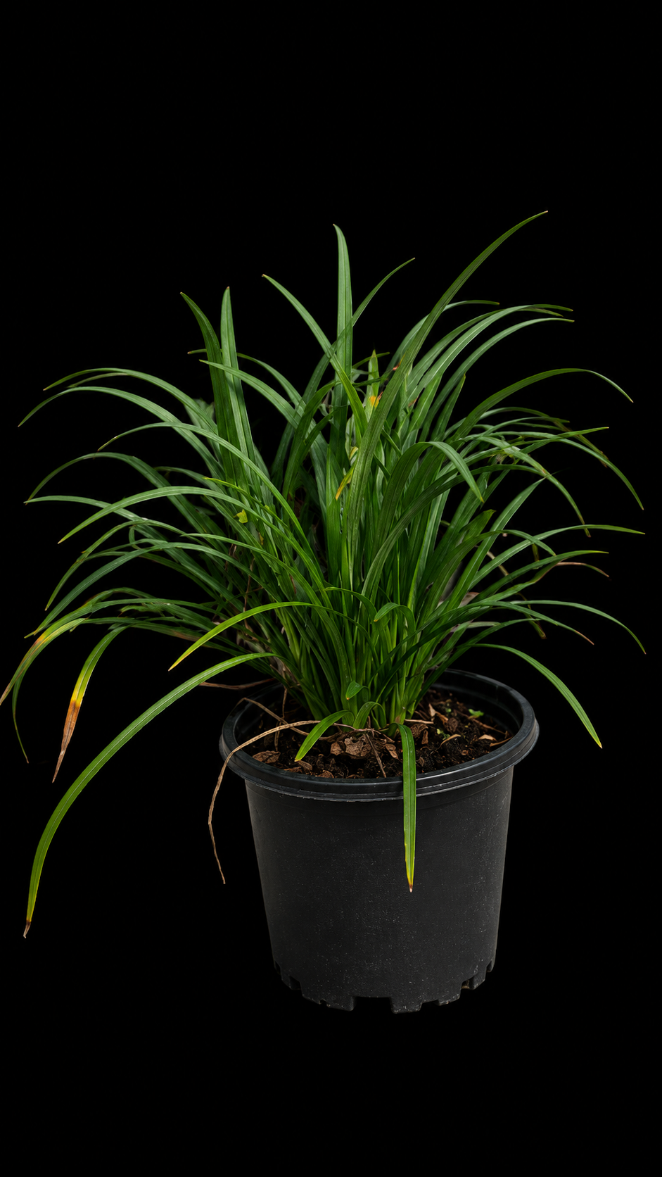 Liriope Super Blue