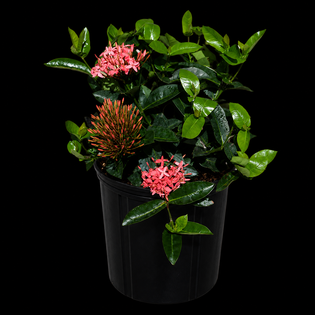 Ixora coccinea 'Nora Grant'