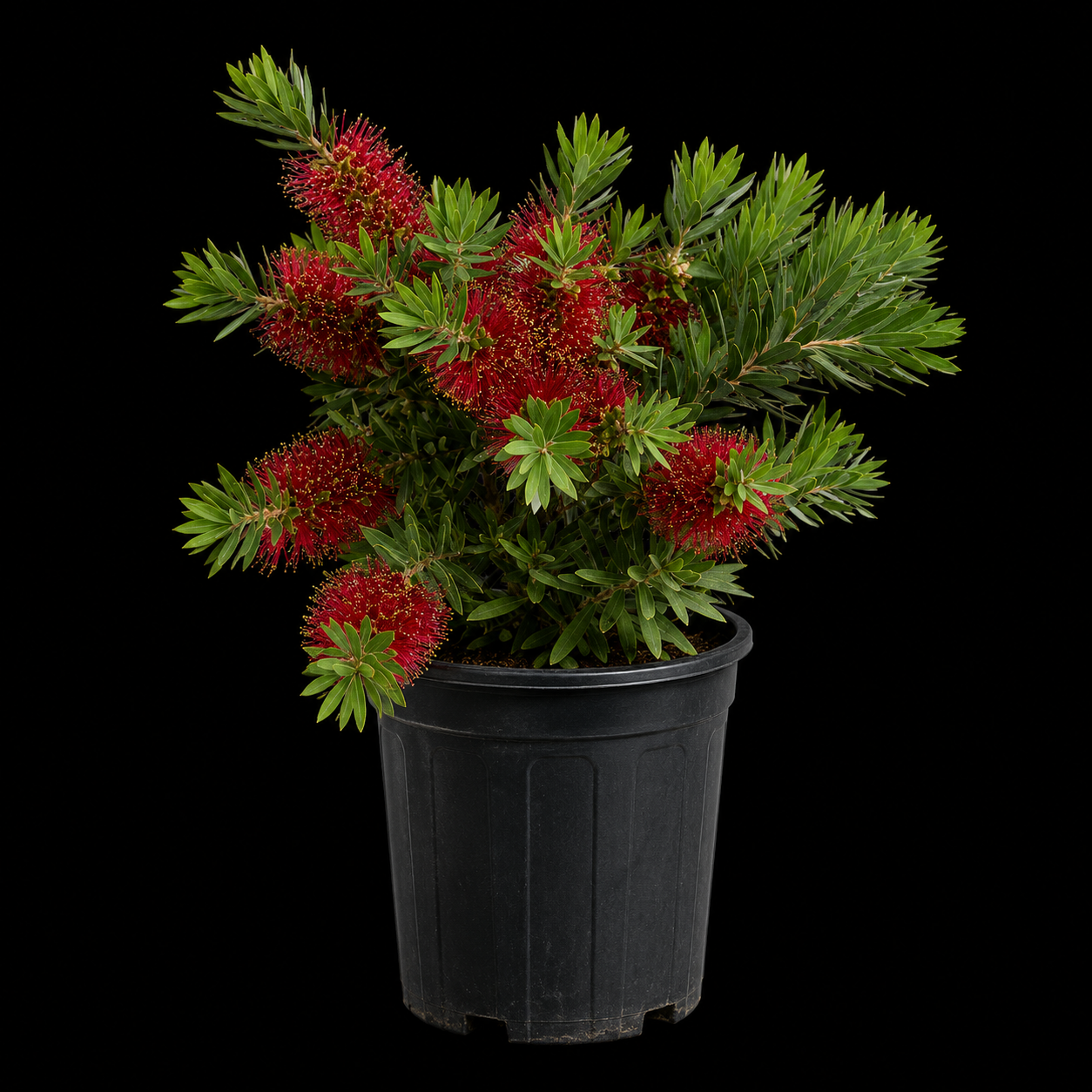 Bottlebrush 'Little John'