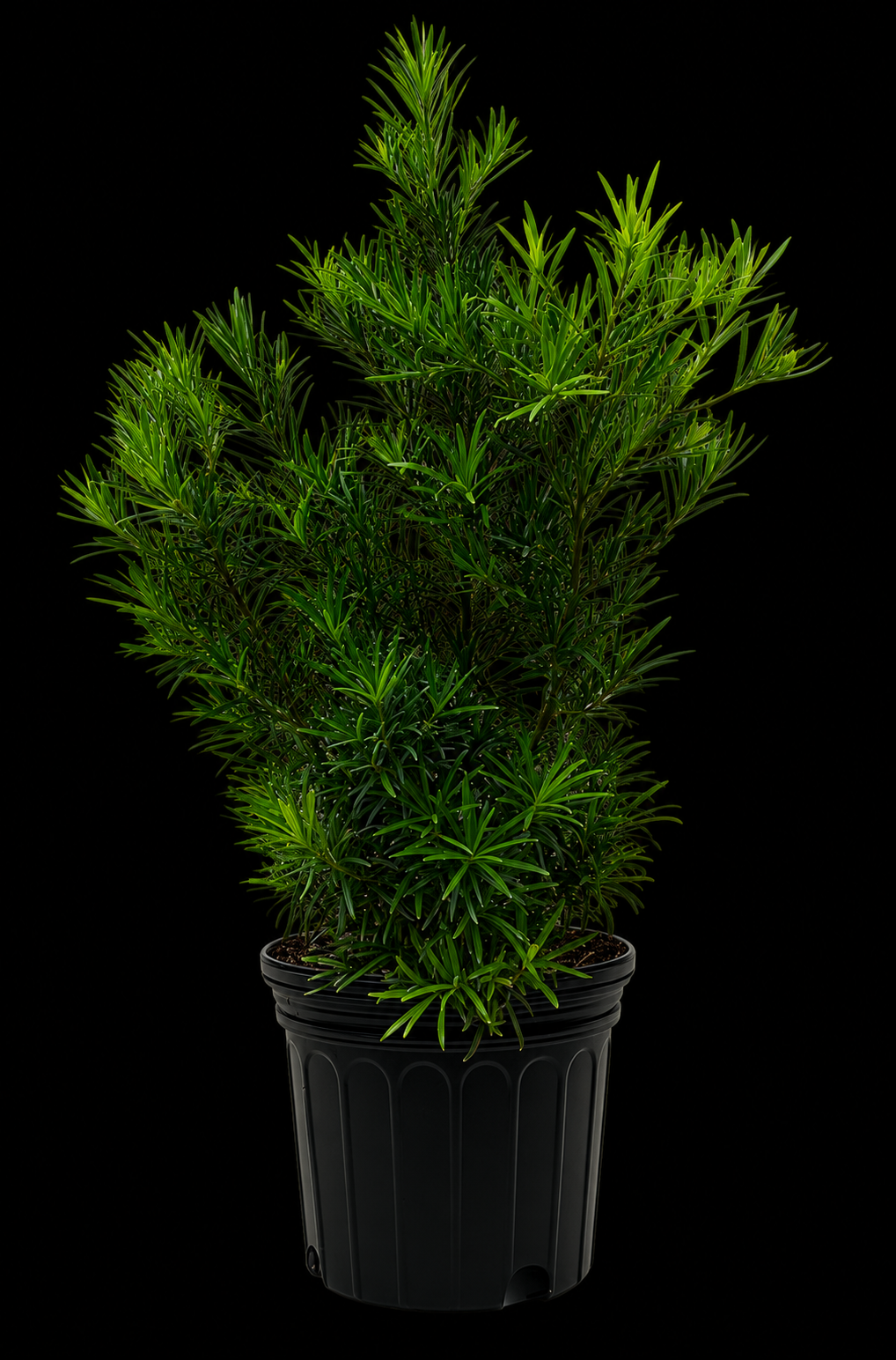 Podocarpus