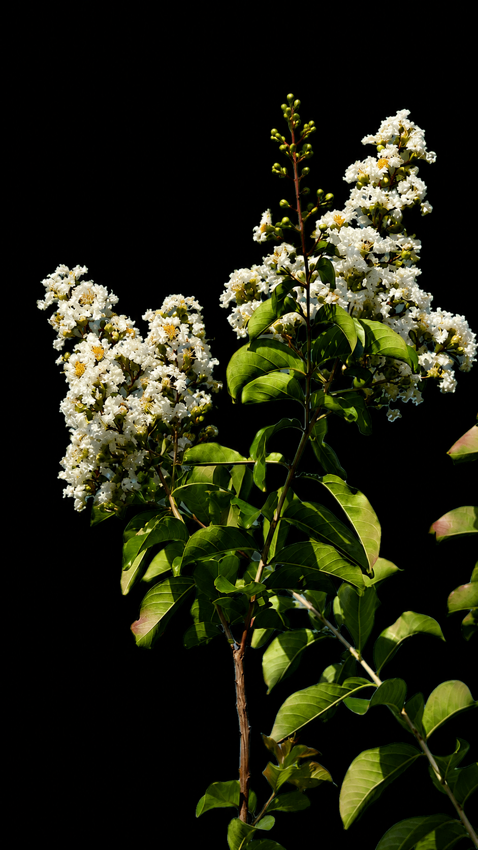Crape Myrtle 'Natchez'