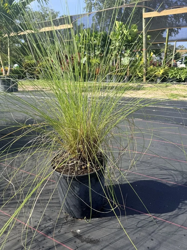 muhlenbergia-capillaris-gulf-coast-muhly-grass-hair-awn-muhly-pink-muhly-grass-1004528450-1009508-1784727113-681469.jpg