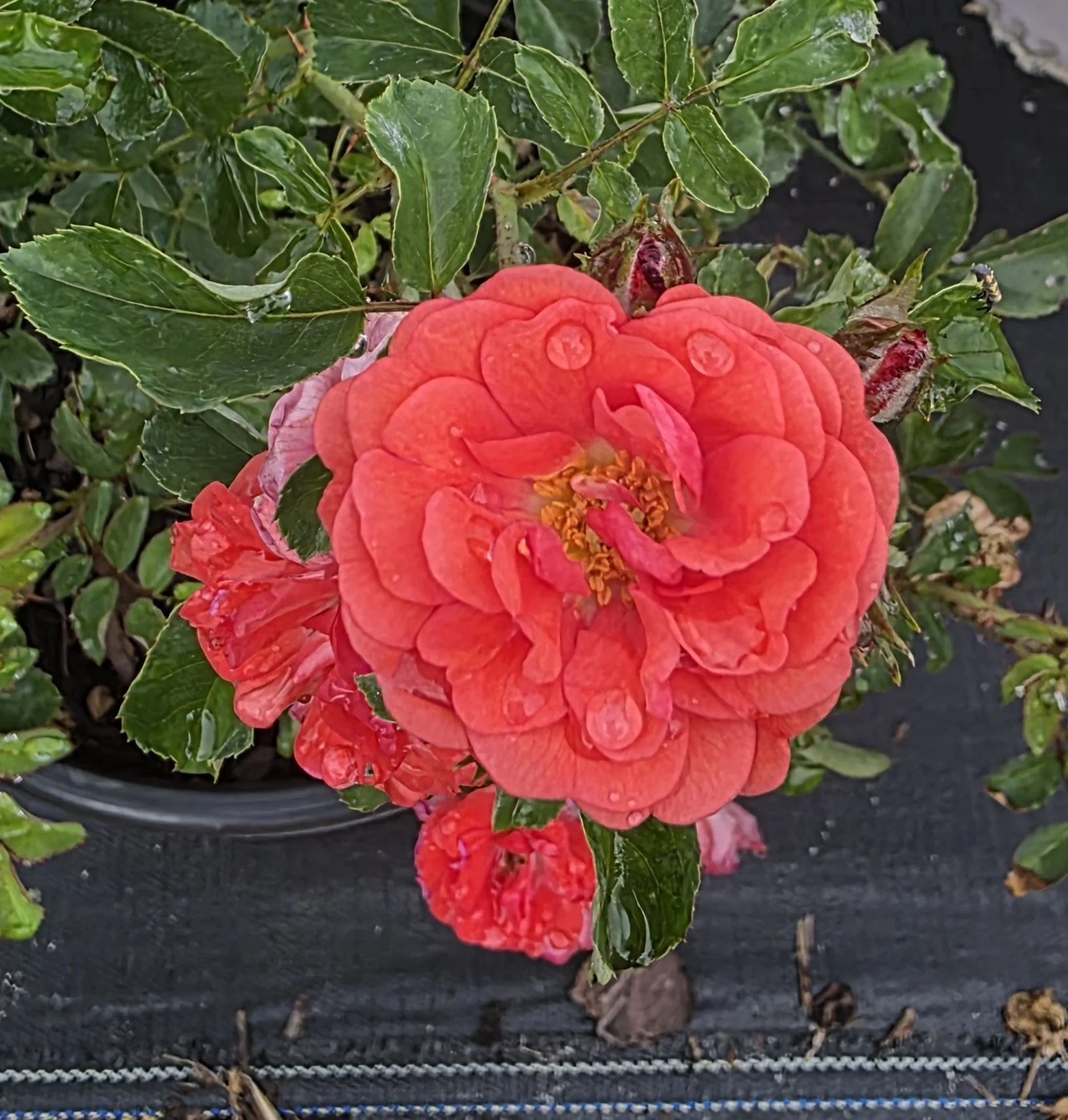 Drift Rose - Coral.jpg