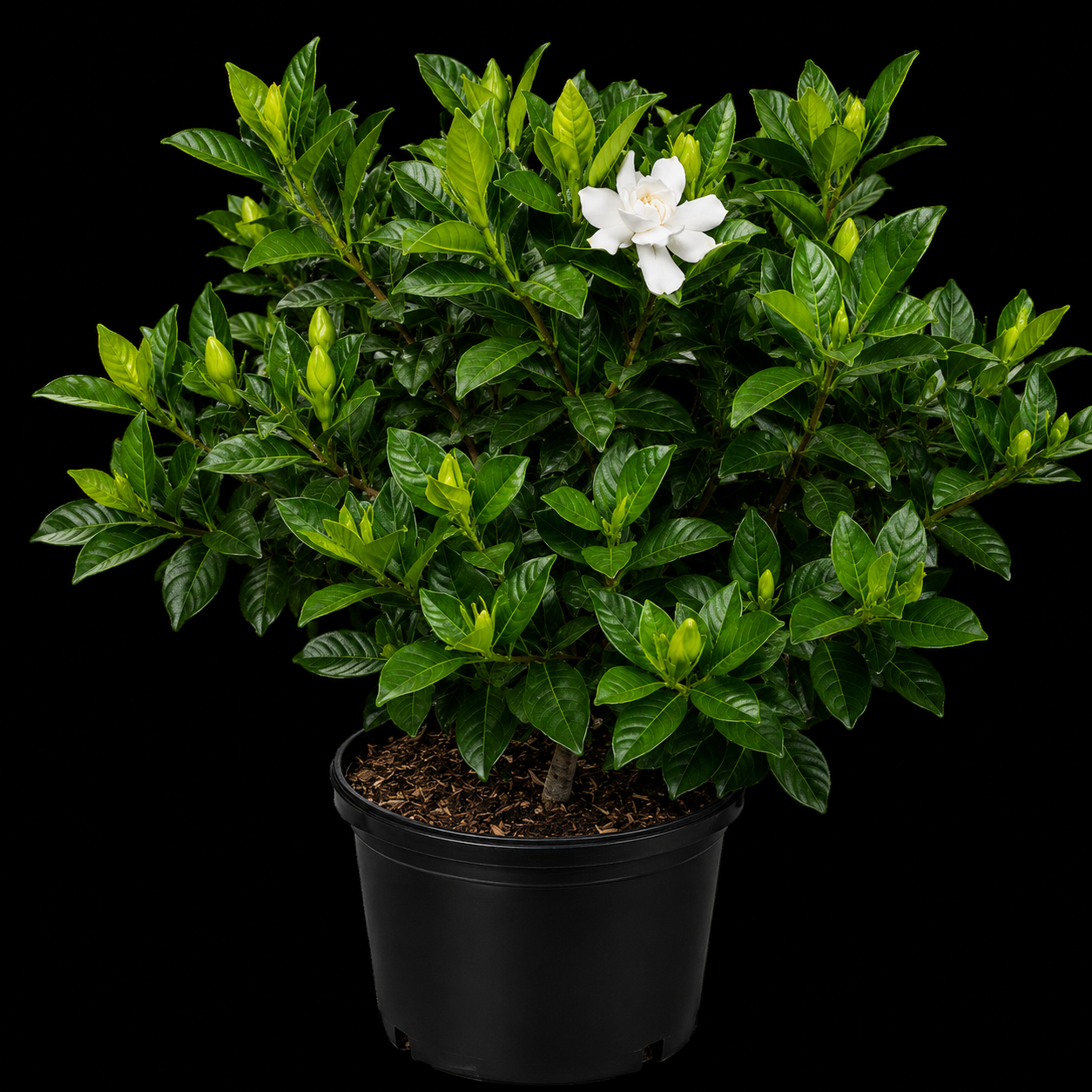 Gardenia Miami Supreme