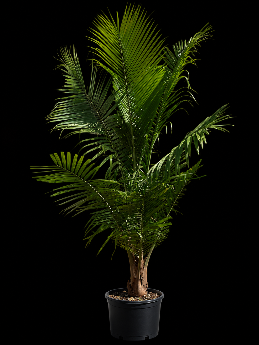 Majesty Palm (Ravenea rivularis)