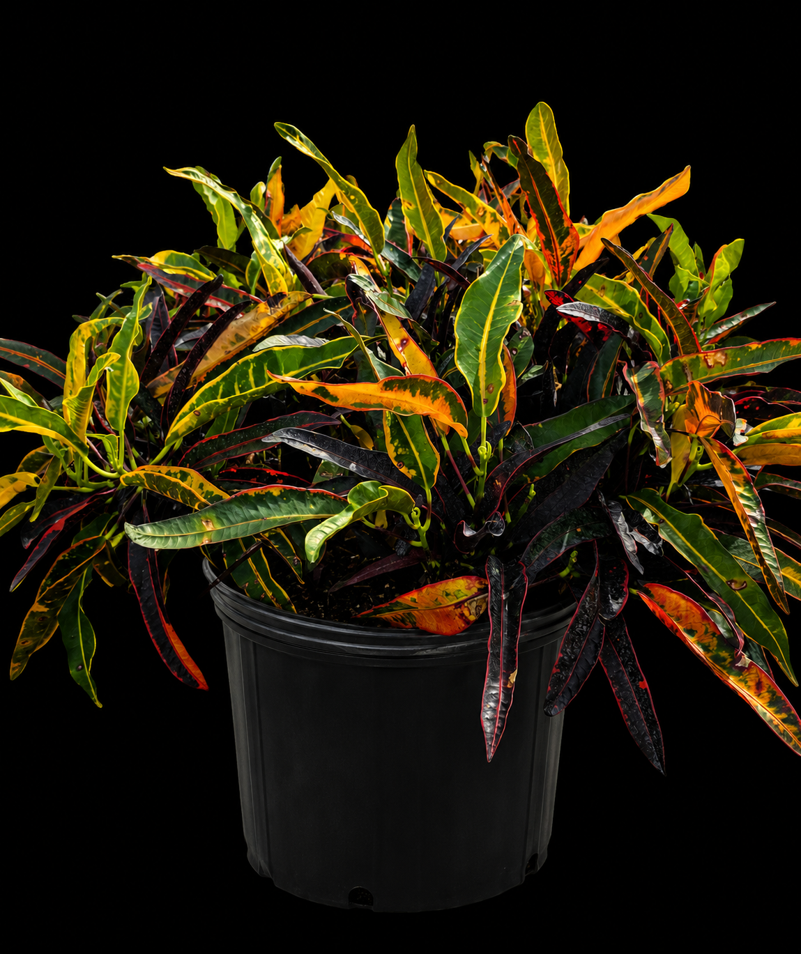 Croton 'Mango'