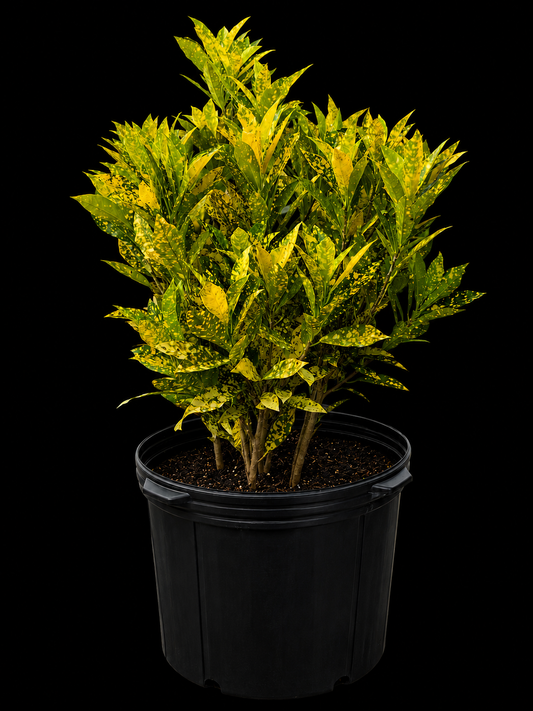 Croton Gold Dust