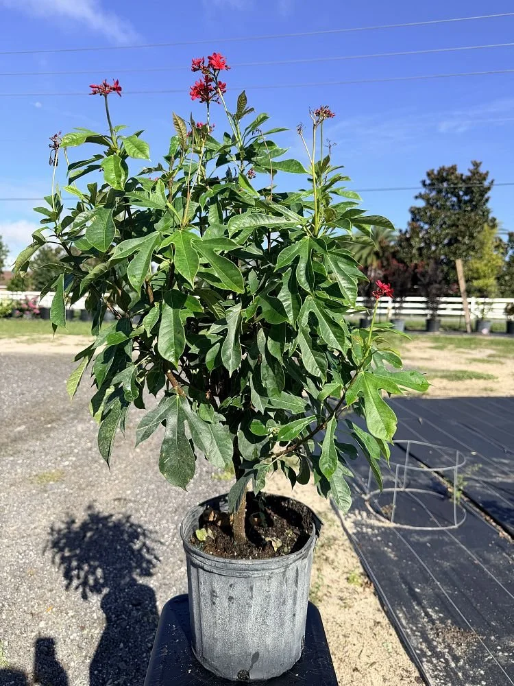 jatropha-integerrima-variegata-spicy-jatropha-peregrina-1004560618-1009508-1788274197-903460.jpg