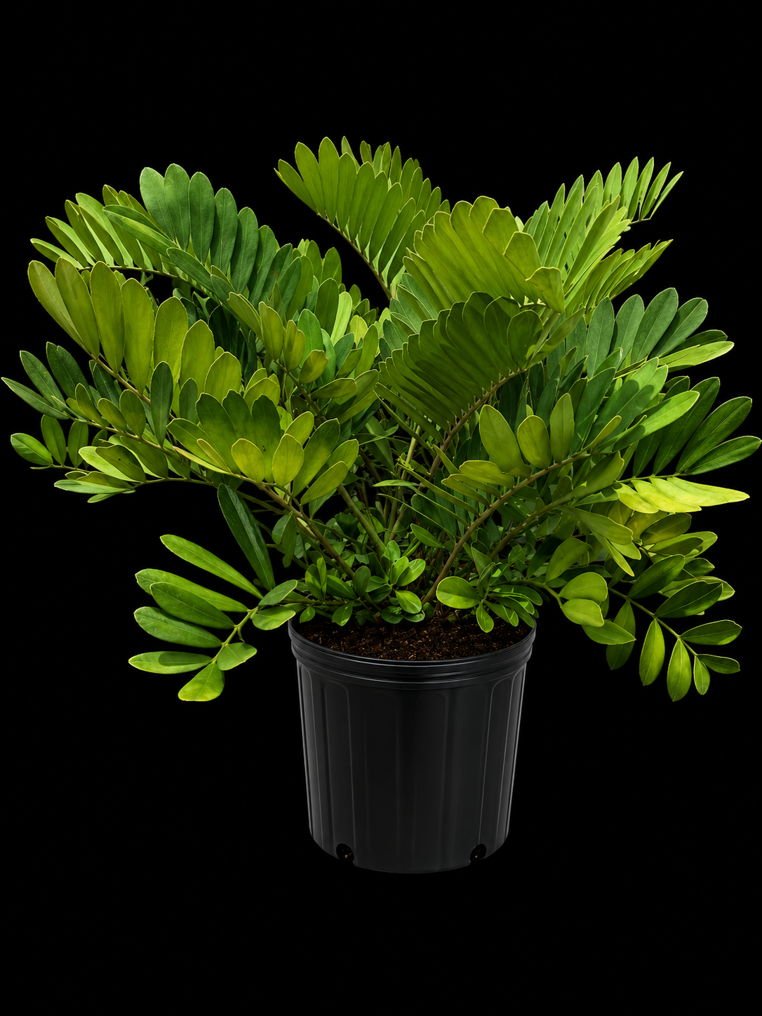 Cardboard Palm (Zamia furfuracea)