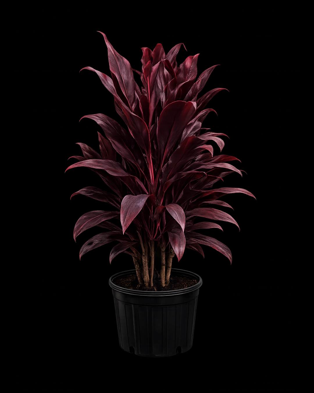Cordyline Auntie Lou