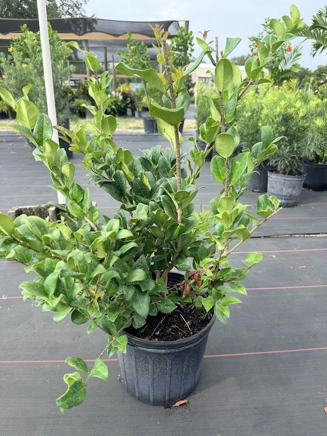 Green ligustrum.jpg