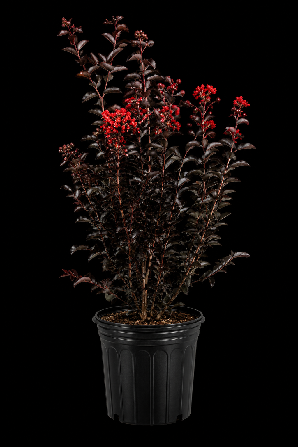 Crape Myrtle 'Thunderstruck Ruby'