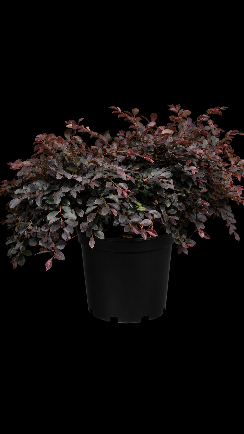 Loropetalum 'Plum'