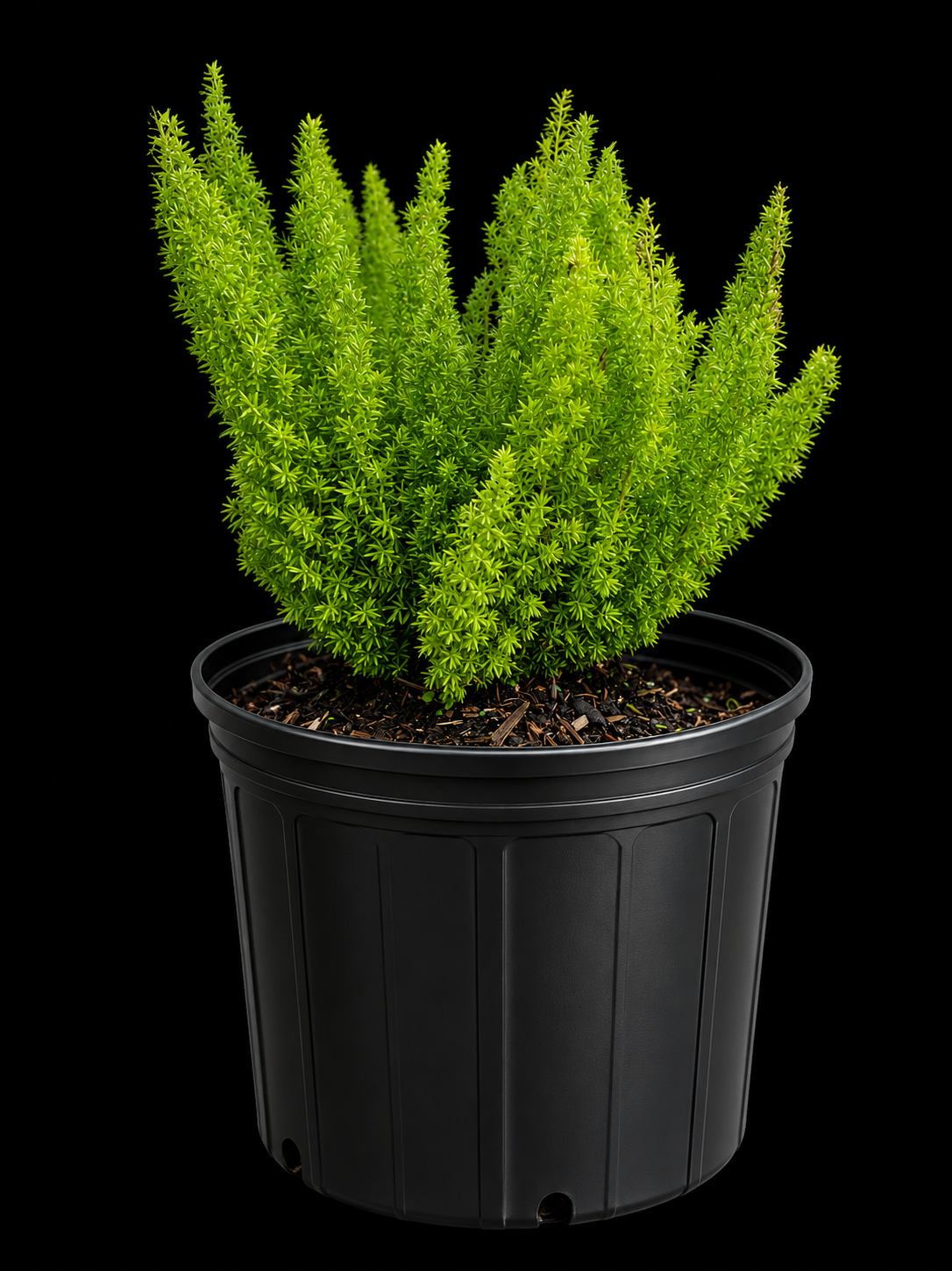 Asparagus meyerii 'Foxtail Fern'