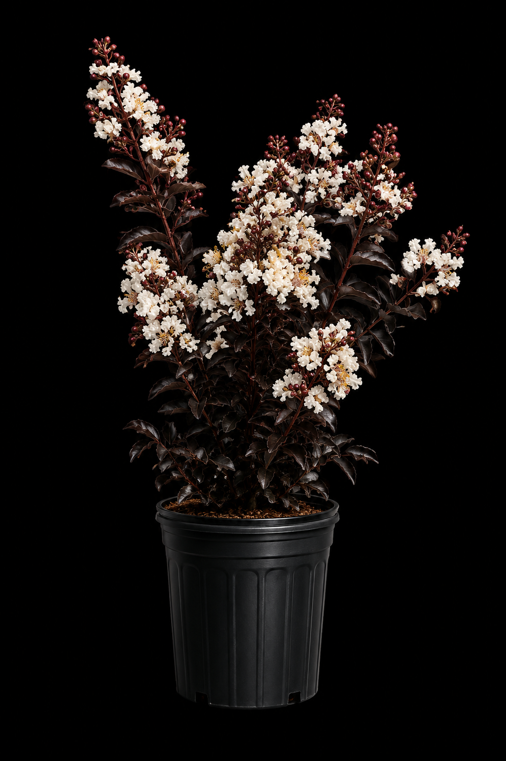 Crape Myrtle 'Thunderstruck White Lightning'