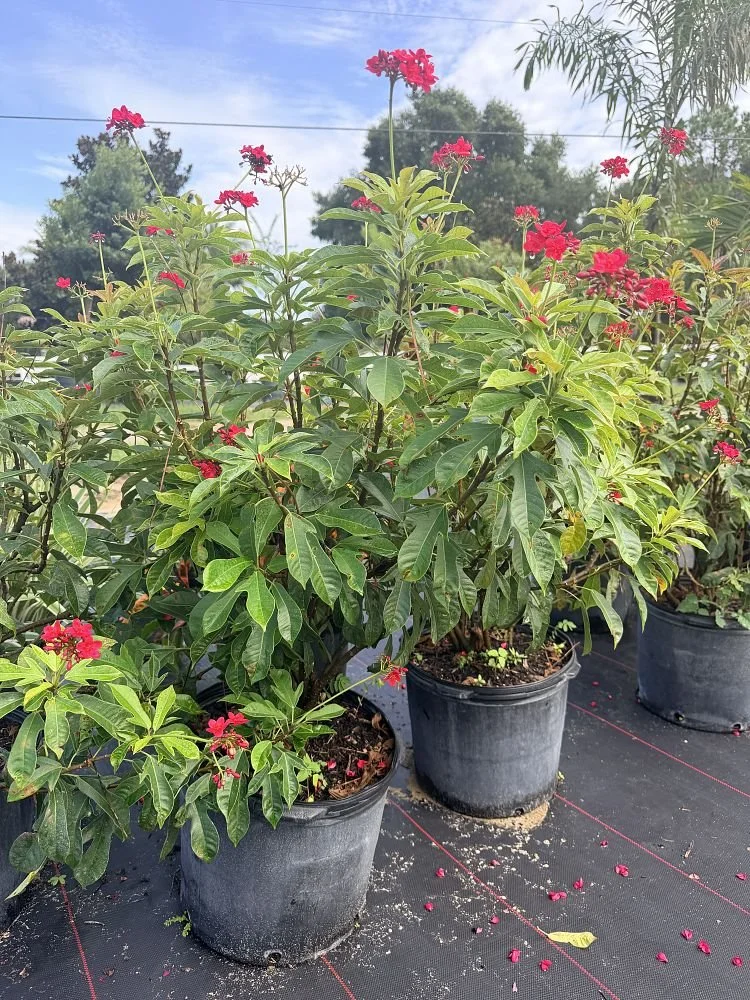jatropha-integerrima-variegata-spicy-jatropha-peregrina-1004573402-1009508-1785939315-17515.jpg