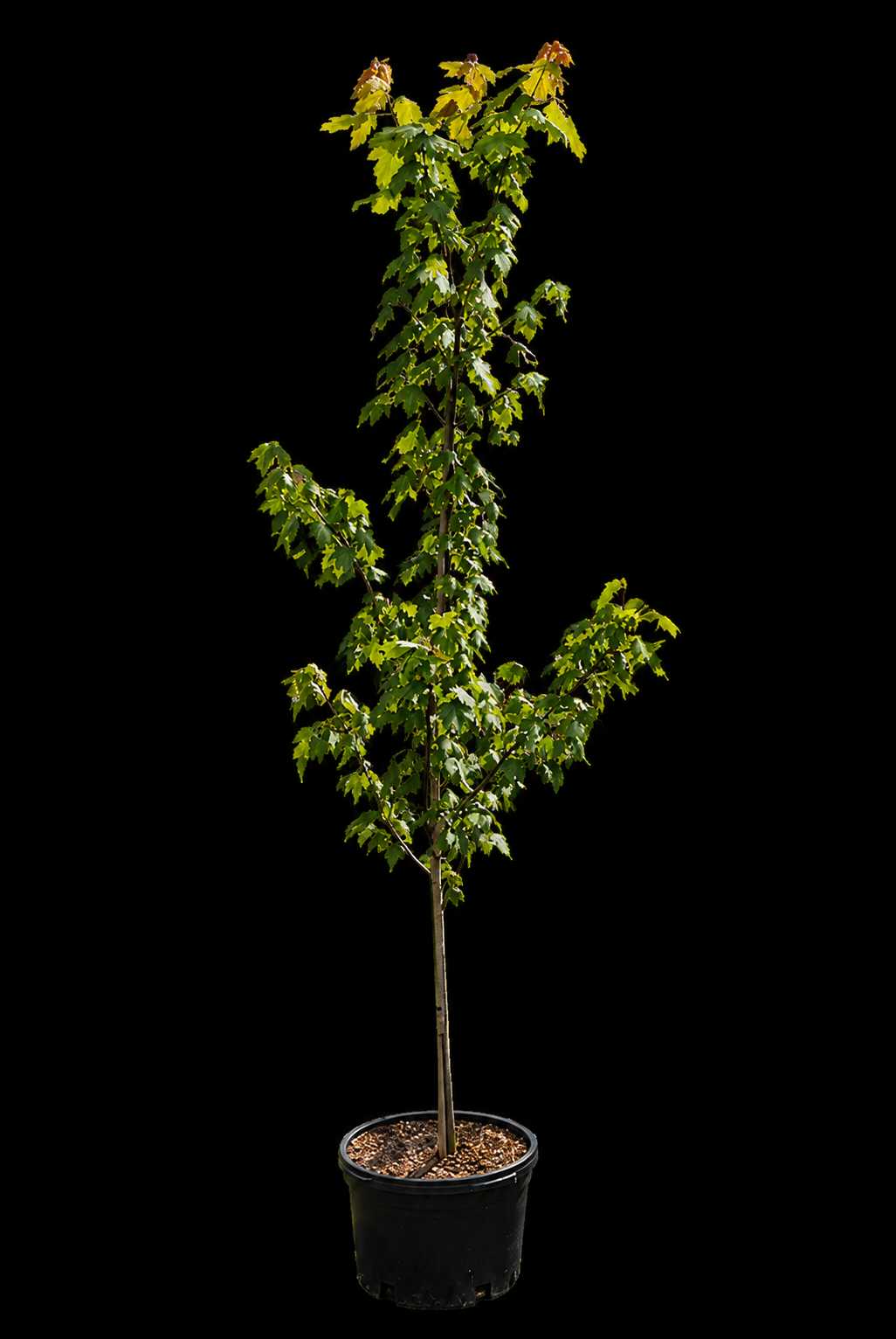 Acer rubrum 'Red Maple'
