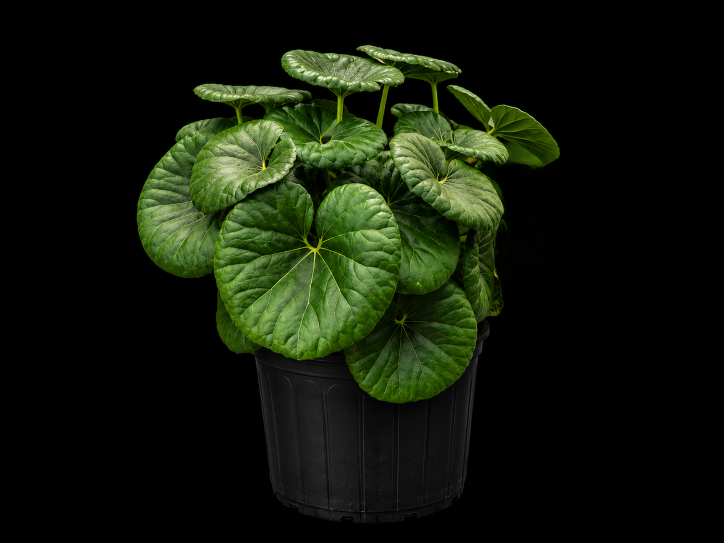 Farfugium japonicum 'Tractor Seat'