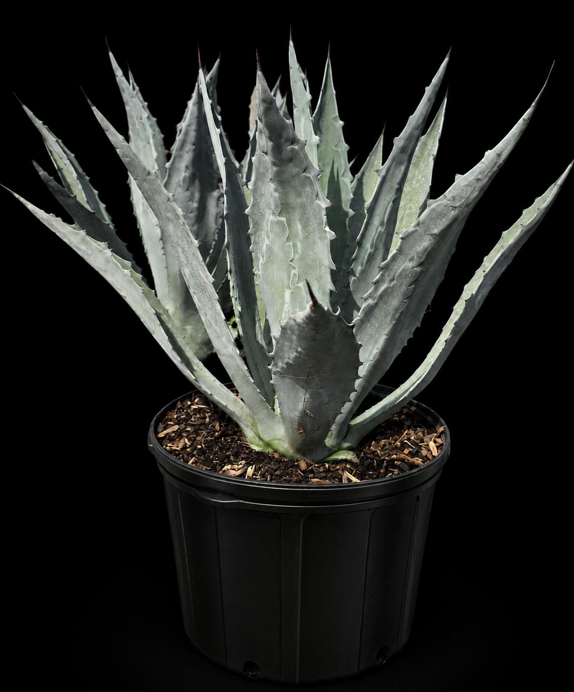 Agave Blue Americana