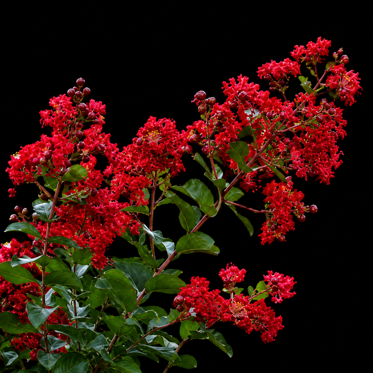 Crape Myrtle 'Colorama Scarlet'