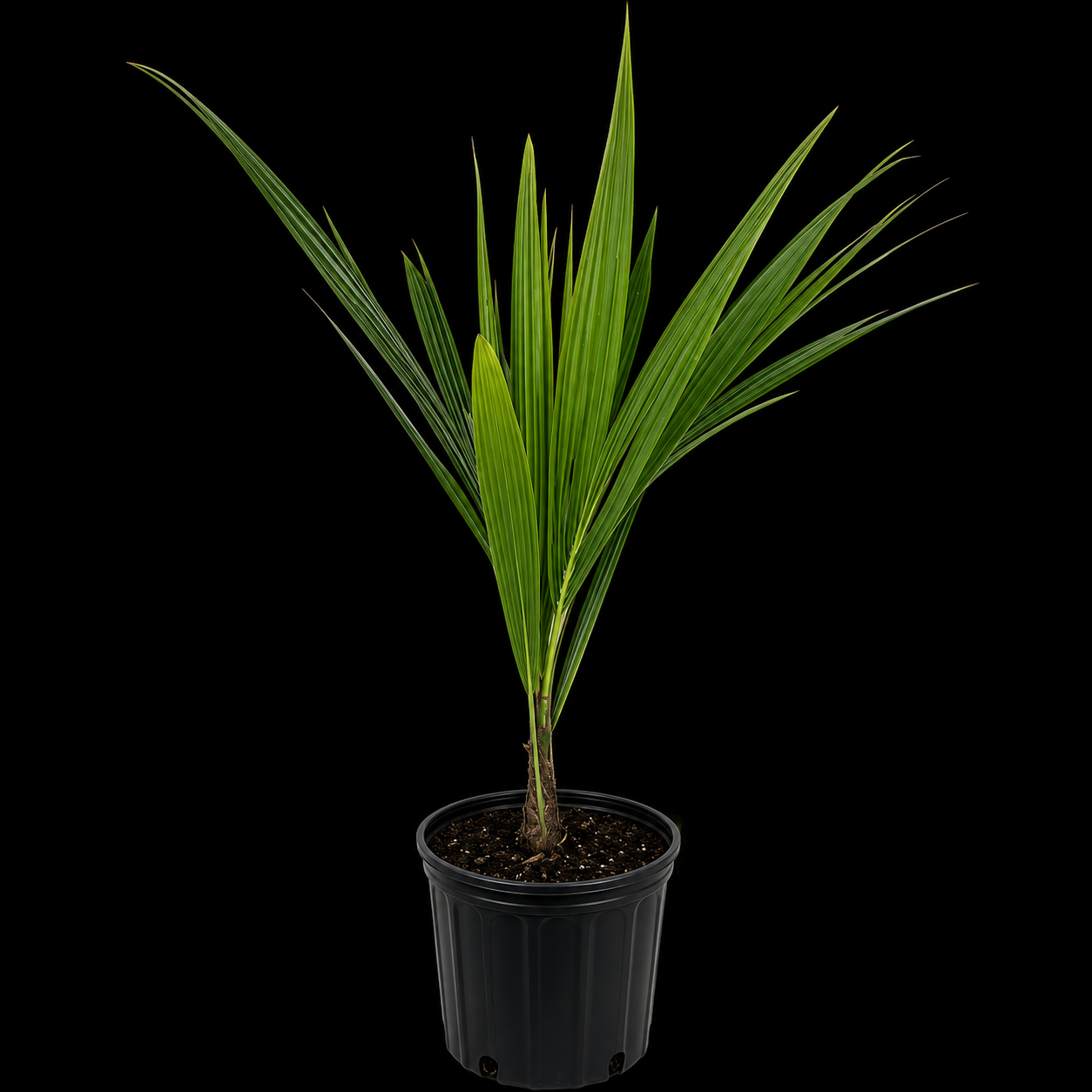 Cold Hardy Coconut Palm