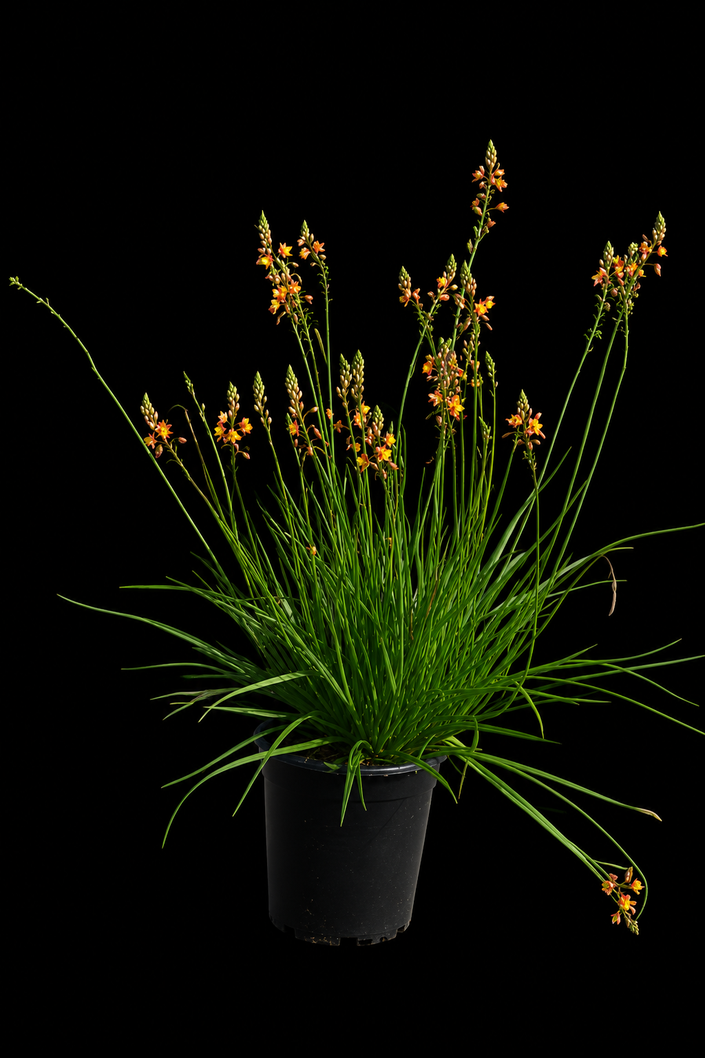 Bulbine frutescens 'Orange'
