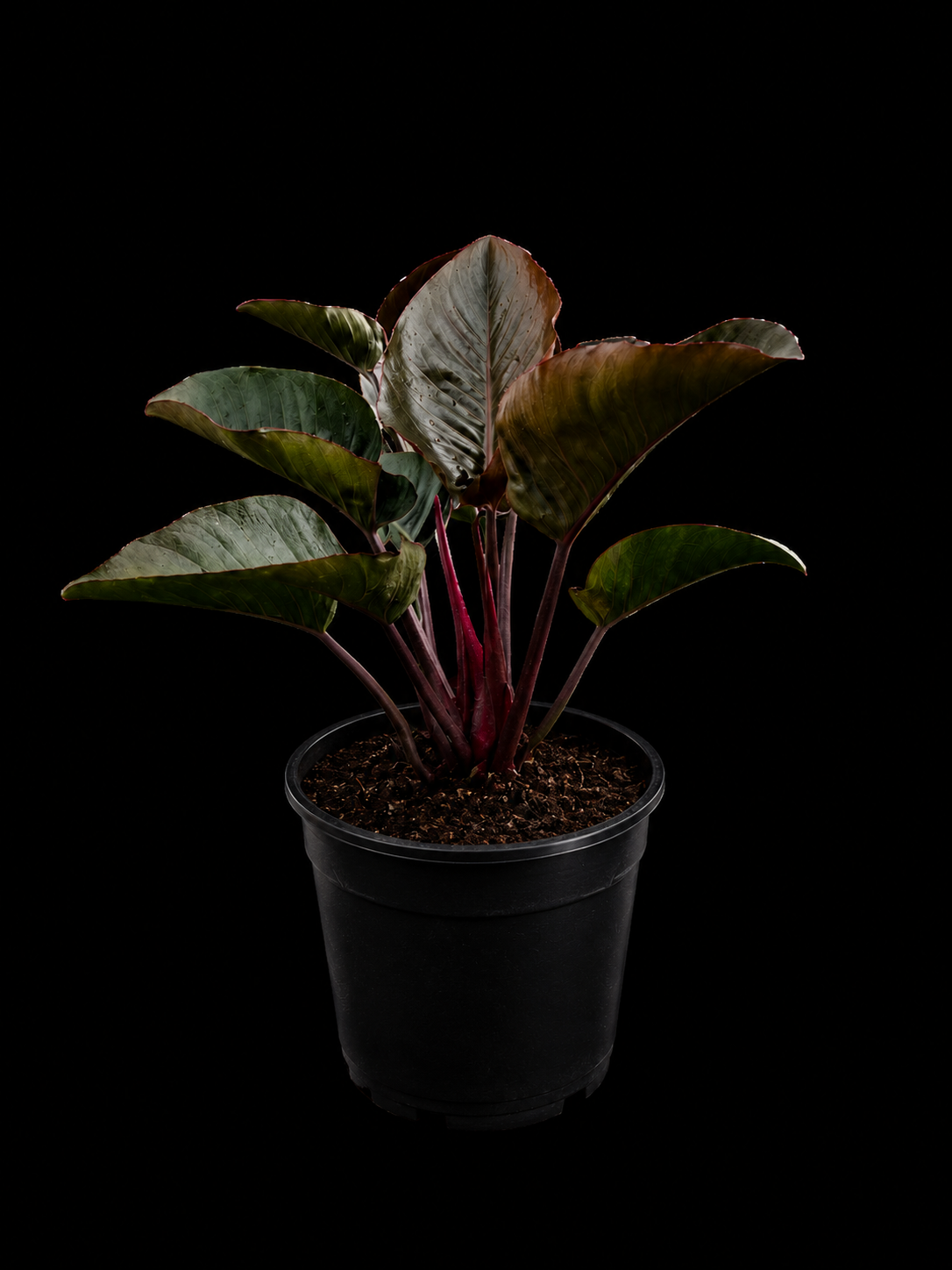 Philodendron 'Rojo Congo'